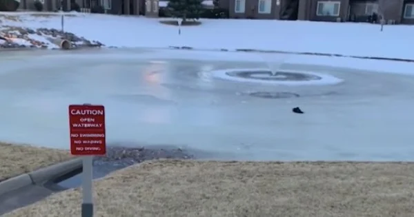 Heroic Stranger Dives Into Frozen Pond To Save 3 Kids Who Fell Through The Ice